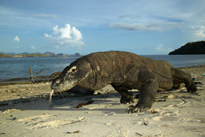komodo dragon